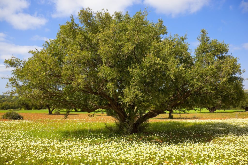 argan oil tree